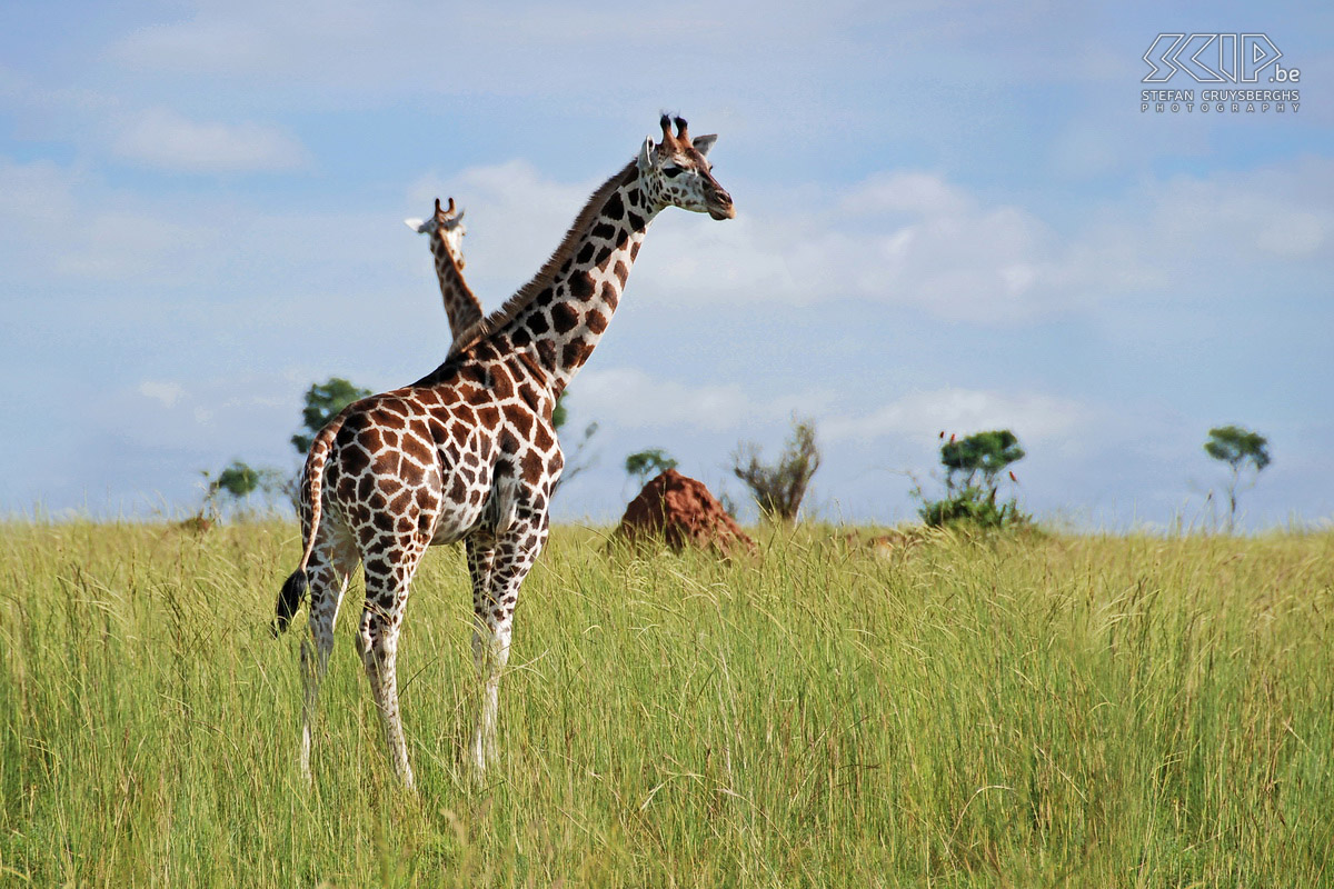 Murchison - Rothschildgiraffe  De Rothschildgiraffe (Giraffa camelopardalis rothschildi) is een van de meest bedreigde girafondersoorten die alleen voorkomt in Oeganda en Kenia. Stefan Cruysberghs
